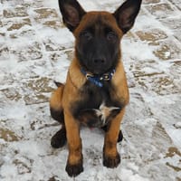 Jackson, chien à adopter