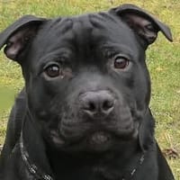 Kara, chien à adopter