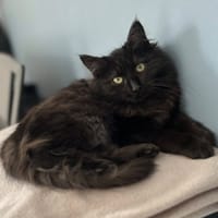 TAIKO, chat à adopter