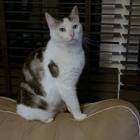 Billy, katers ter adoptie