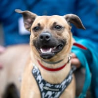 Pino, pies do adopcji