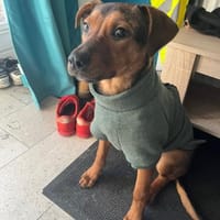 Jando möchte sein Herz verschenken..., Hund zur Adoption