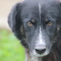 Glihali - zutraulich u. sehr lieb, Hündin zur Adoption