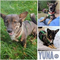 YUNA -Aktiv & anhänglich-, Hündin zur Adoption