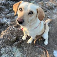 Tundra ist eine Traumhündin!, Hündin zur Adoption