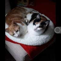 Bella & Linus hübsches Mama-Sohn-Team, Kater zur Adoption