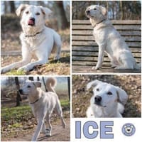 ICE -sucht erfahrenes Zuhause-, Hund zur Adoption