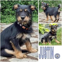 JUSTIN -anhänglich & aktiv-, Hund zur Adoption