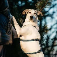 Freundliche Bimka sucht ihre Familie, Hündin zur Adoption