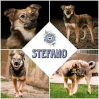 STEFANO * Charmeur sucht liebe Familie, Hund zur Adoption