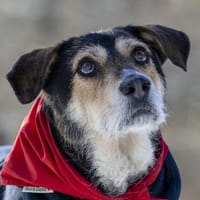 Traumhund Buddy wartet im Ruhrgebiet, Hund zur Adoption