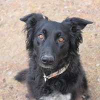 Kira will beschäftigt werden, Hündin zur Adoption