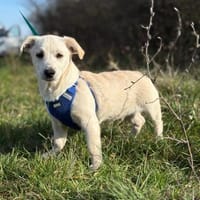 Kleiner Charmeur Pipi, Hund zur Adoption