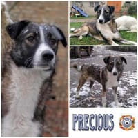 PRECIOUS * feine Familienhündin, Hündin zur Adoption
