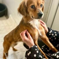 Powerpaket Mila sucht dringend..., Hündin zur Adoption