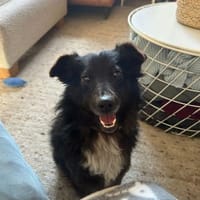 🖤 Blackie  fröhlicher kleiner Mischlin, Hund zur Adoption