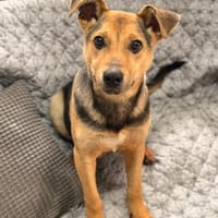 Bruno - Junghund sucht seine Familie, Hund zur Adoption