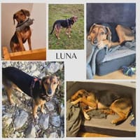 freundliche ältere Luna sucht ..., Hündin zur Adoption