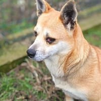 Gizi, niemand wollte ihr helfen, Hündin zur Adoption