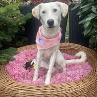 Angelika, Hündin zur Adoption