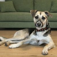 Mavi, Hündin zur Adoption