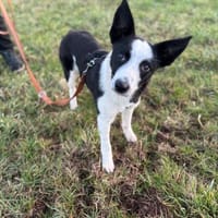 Lenny - Sonnenschein pur! ☀, Hund zur Adoption