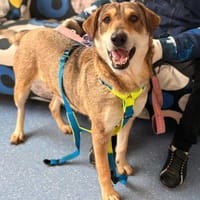 Velma - Hundemama sucht ihre Liebe, Hündin zur Adoption