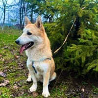Valley ist ein 2 Jahre junger, Hund zur Adoption