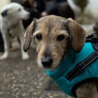 Dackelfans aufgepasst ! Hier kommt Yolo, Hündin zur Adoption