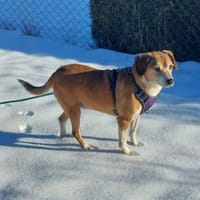 Traumhündin Cheeta auf PS in 96193, Hündin zur Adoption