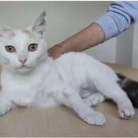 Hada - zarte, sanfte und süße Katzendame, Katze zur Adoption