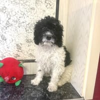 Gizmo ein sehr verschmustes Kerlchen, Hund zur Adoption