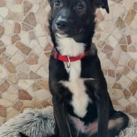 Thomy -  weicher liebevoller Rüde🍀, Hund zur Adoption