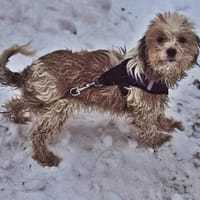 Natassi wird gerne mental gefordert, Hündin zur Adoption