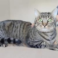 Bastian - gesellig, sozial & liebenswert, Kater zur Adoption