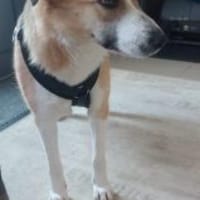 Lissy 52 cm (Pflegestelle), Hündin zur Adoption