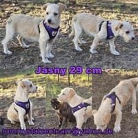 Jasny ist aktiv und neugierig, Hündin zur Adoption