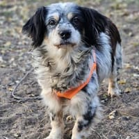 Riley ist klug, lernfreudig, sportlich, Hund zur Adoption