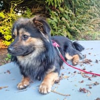 Monchi, kleiner frecher Junghund, Hund zur Adoption