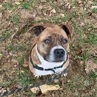 SCARLET OAA19926, chienne à adopter