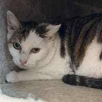 Capucine CAB5147, chatte à adopter