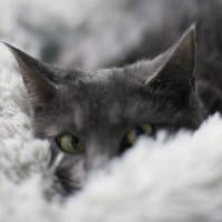 LOKI, chat à adopter