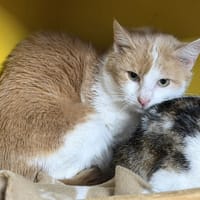 Austin CAB5148, chat à adopter