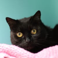 OMA, chatte à adopter