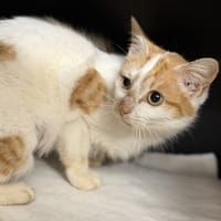 Apolline CAB5126, chat à adopter