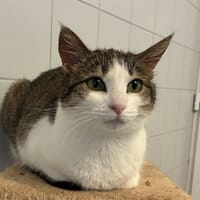 JUNON, chatte à adopter