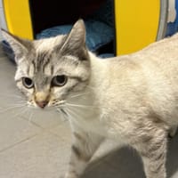 PLUME, chatte à adopter
