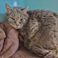 SOURIS, chat à adopter