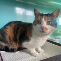 LILAU, chatte à adopter