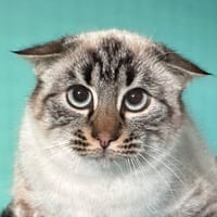 Estia, chatte à adopter